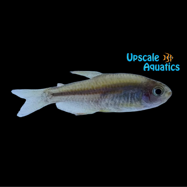 Scratched Inpa Tetra (Inpaichthys parauapiranga)