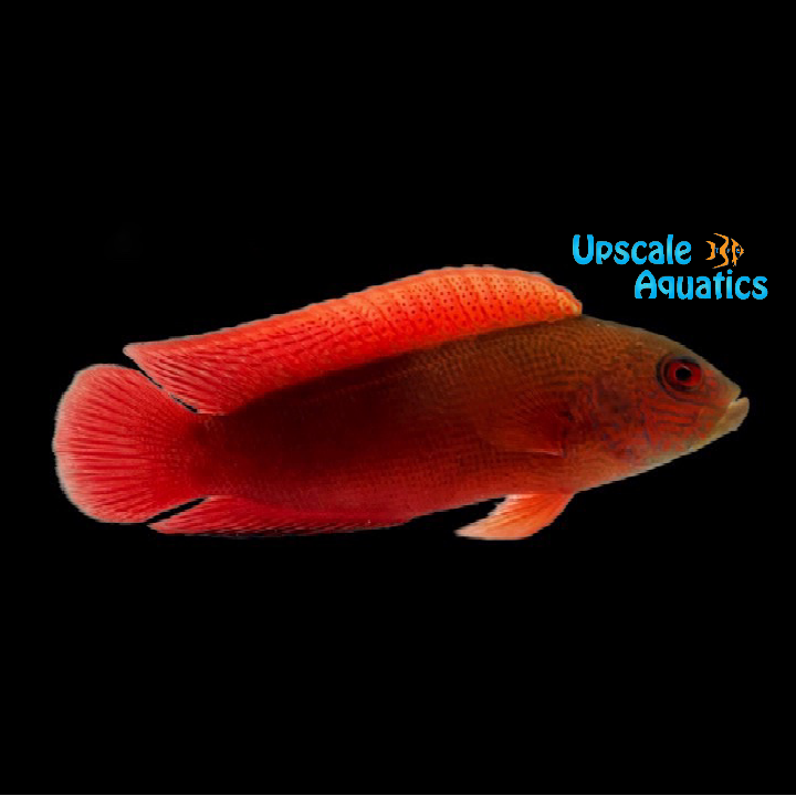 Firetail Dottyback (Labracinus cyclophthalmus)