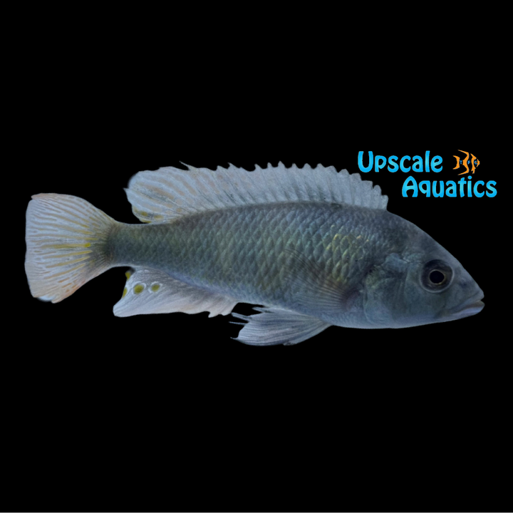 Thickskin Obliquidens Hap (Haplochromis sp. 44)