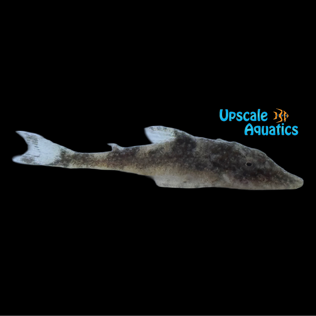 Peppermint Otocinclus (Parotocinclus eppleyi)