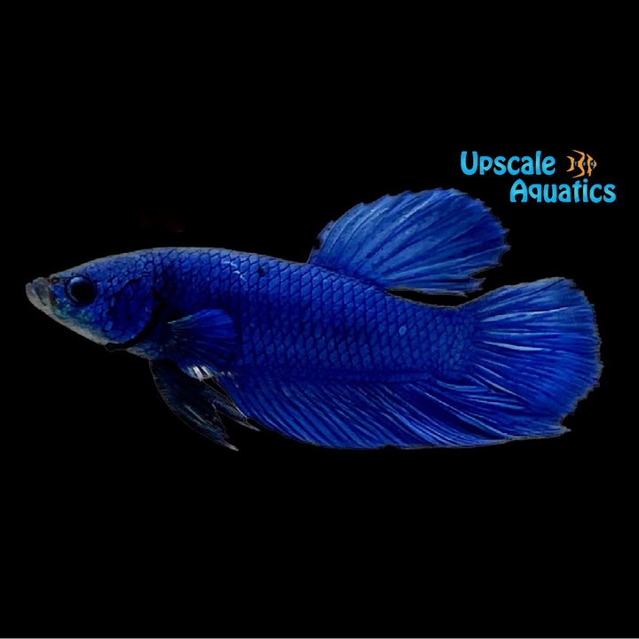 Giant Bagan Betta - Male (Betta splendens)