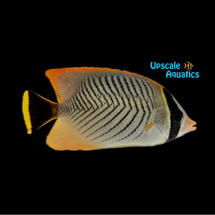 Chevron Butterflyfish (Chaetodon trifascialis)