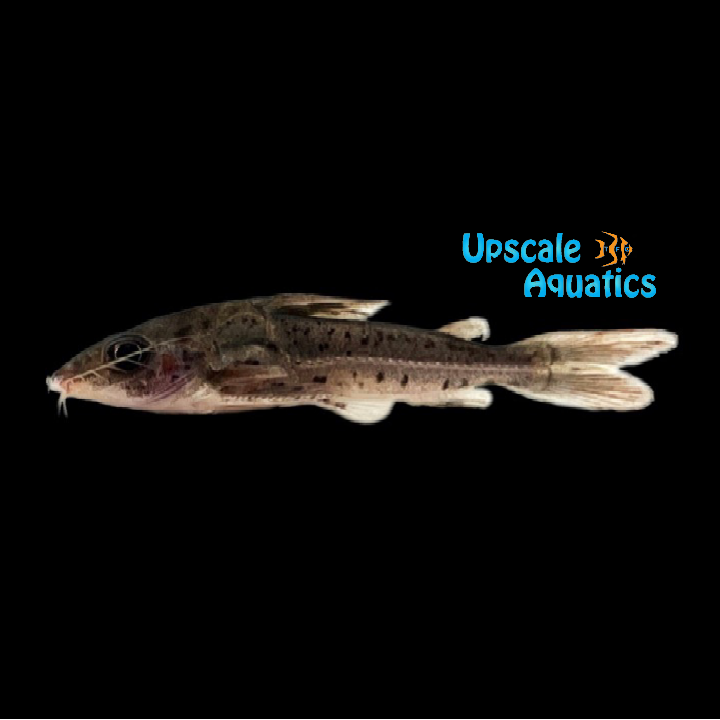 Humeralis Thorny Catfish (Nemadoras humeralis)