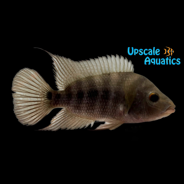 Red Devil Cichlid - Wild Coloration (Amphilophus labiatus)