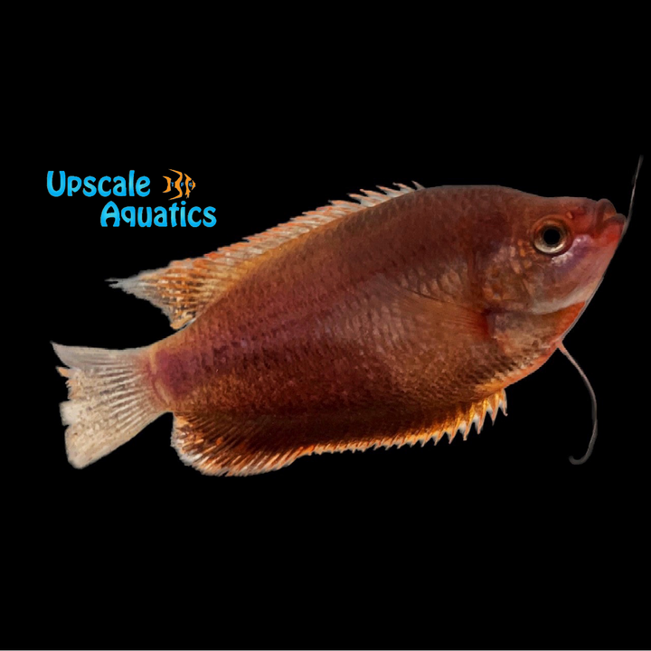 Sunset Gourami (Colisa labiosa)