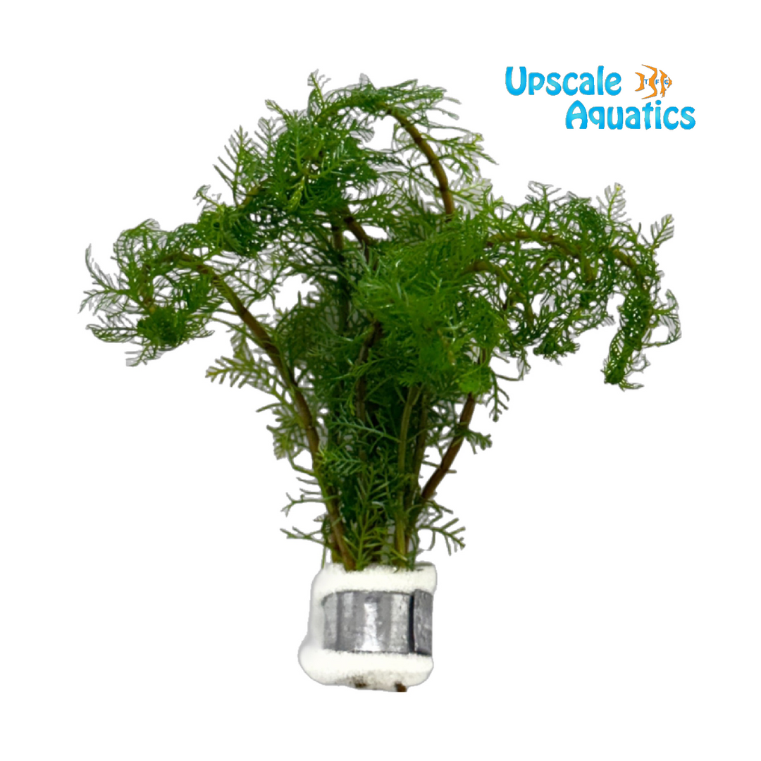 Myriophyllum Mattogrossense 'Tropica'