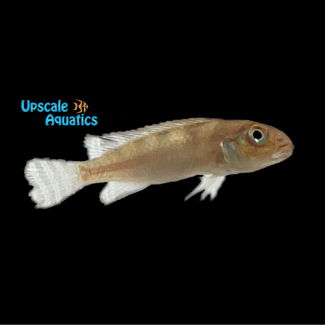 Nanochromis Transvestitus