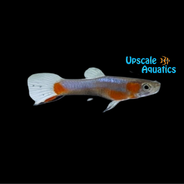 Blue Star Endler's Livebearer (Poecilia wingei)