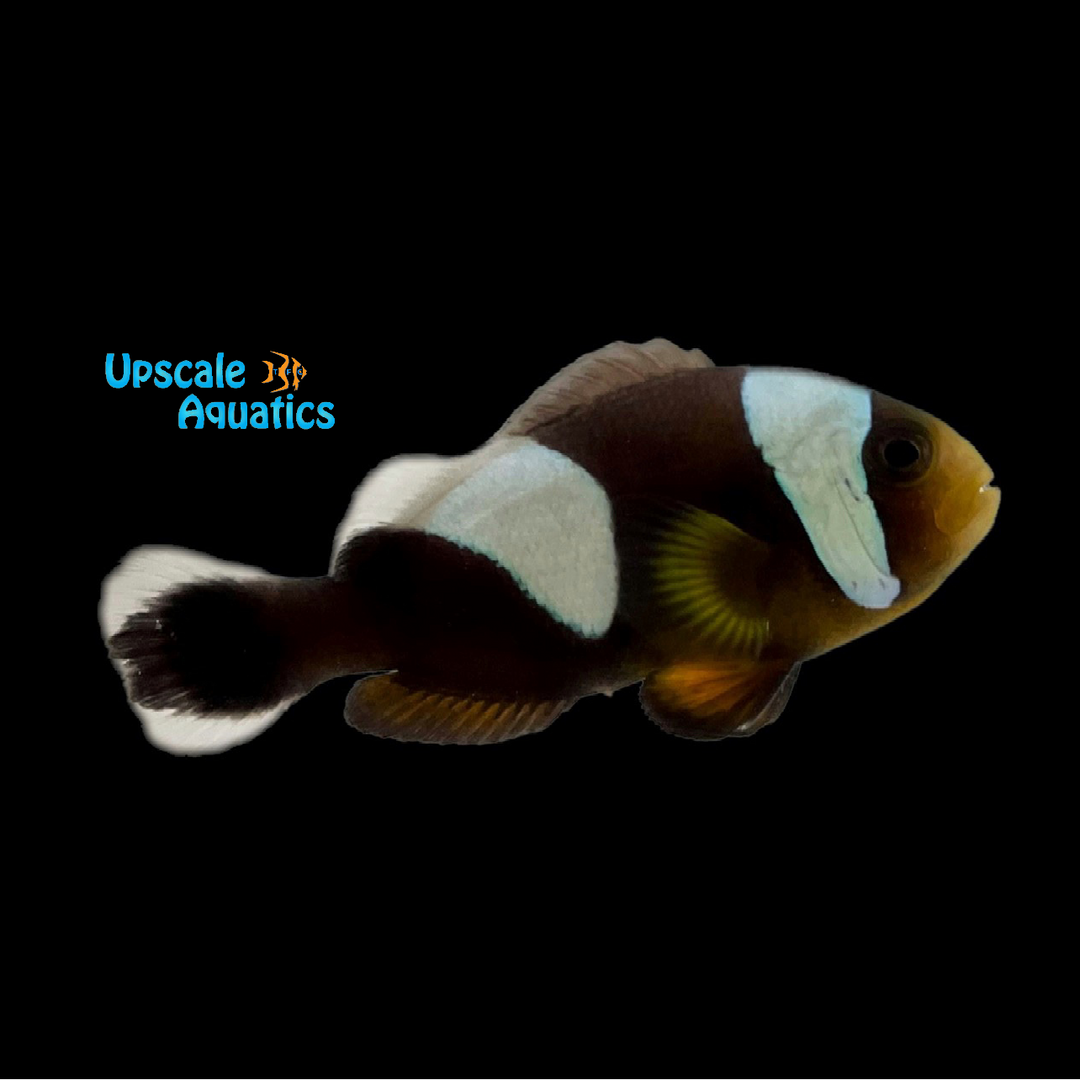Black Saddleback Clownfish - Wild (Amphiprion polymnnus)