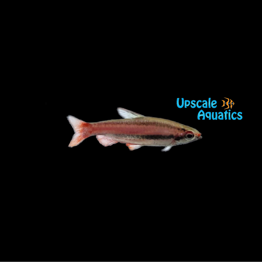 Coral Red Pencilfish (Nannostomus mortenthaleri)