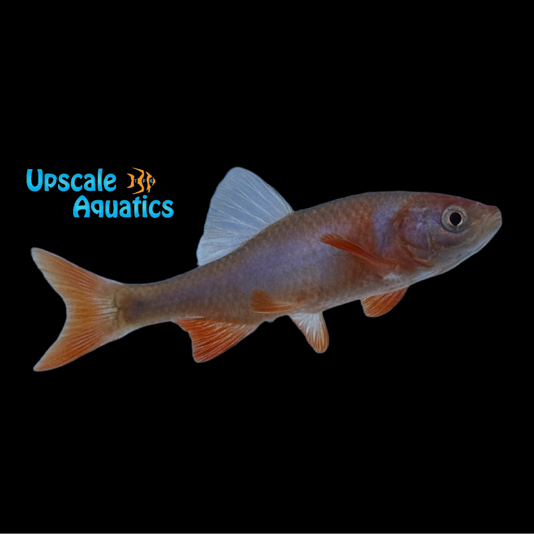 Rainbow Dace (Cyprinella lutrensis)