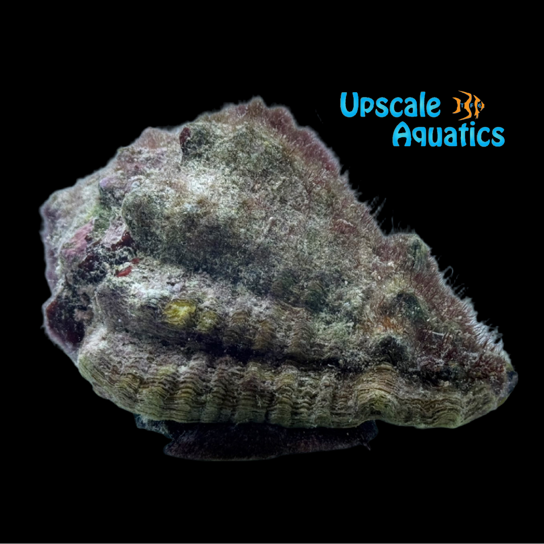 Caribbean Vase Conch (Vasum muricatum)