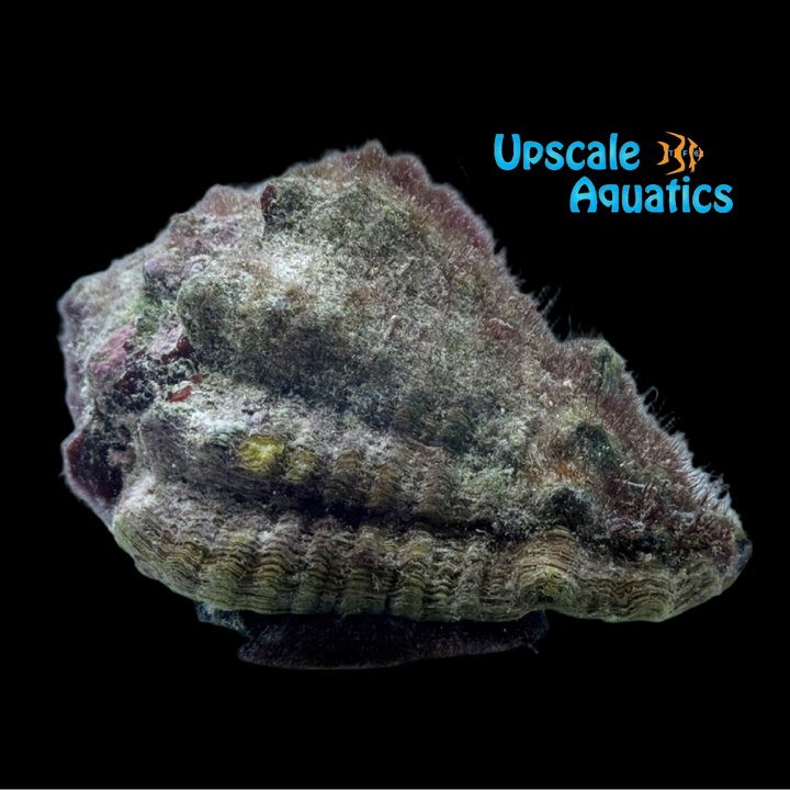 Caribbean Vase Conch (Vasum muricatum)