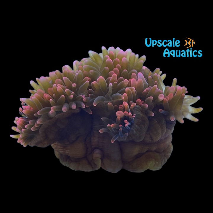 Rainbow Rose Bubble Tip Anemone (Entacmaea quadricolor)