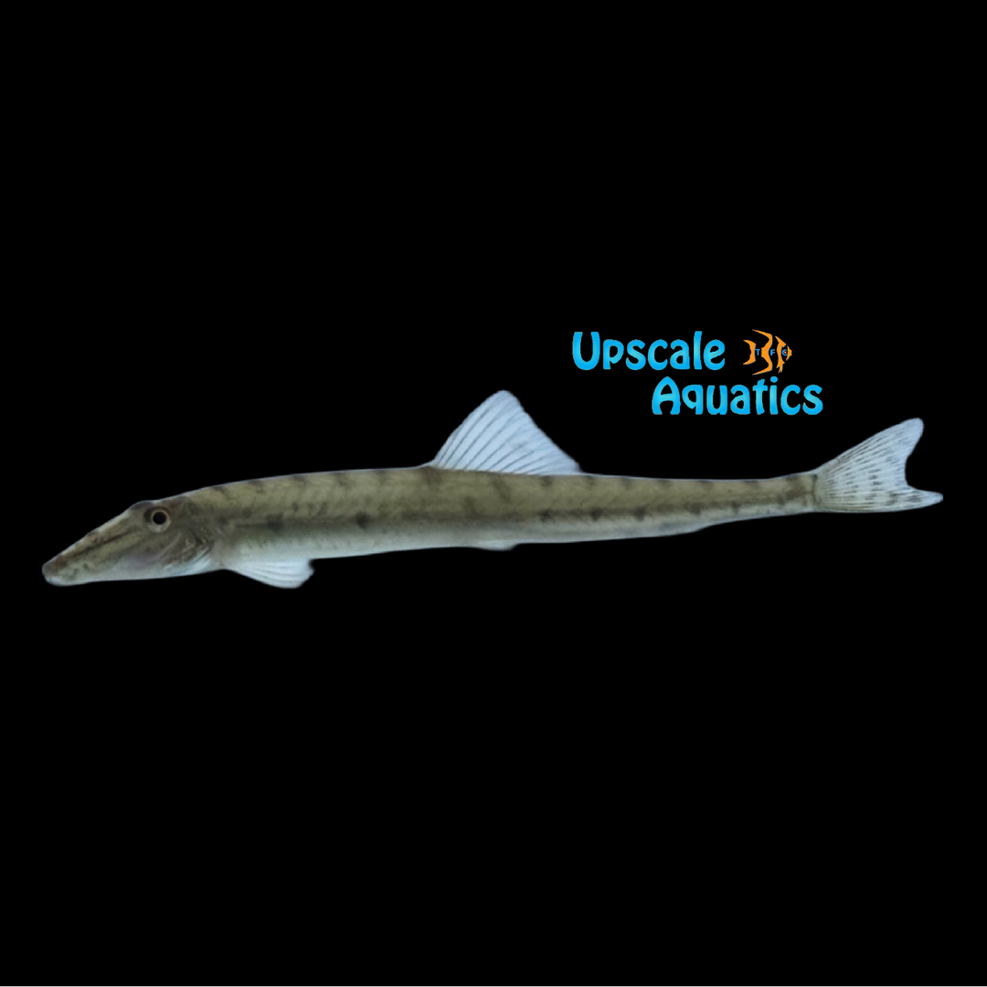 Slender Horseface Loach (Acantopsis ios)