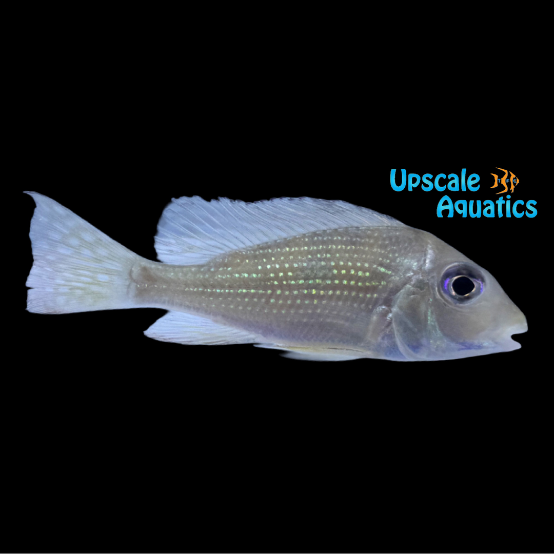 Gurupi Eartheater (Geophagus sp. 'Gurupi')
