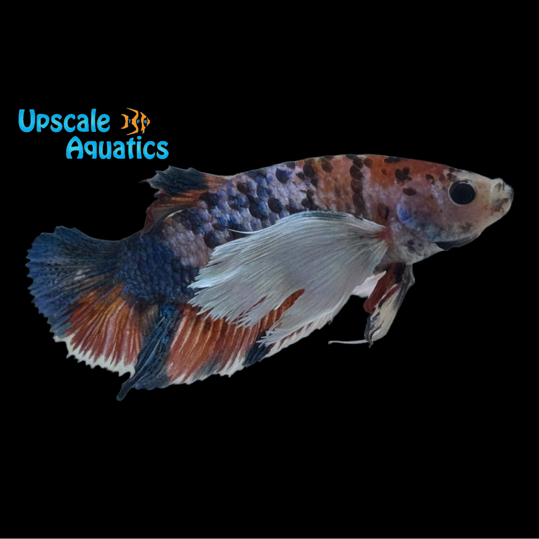 Dumbo Koi Plakat Betta - Male (Betta splendens var. dumbo) (Copy)
