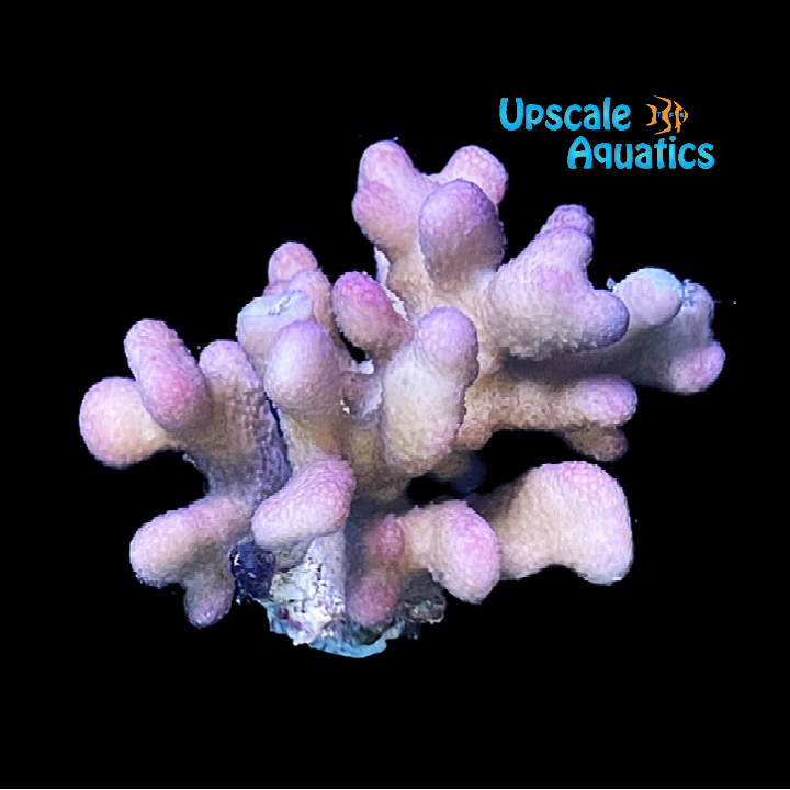 Pink Stylophora Coral (Stylophora sp.)