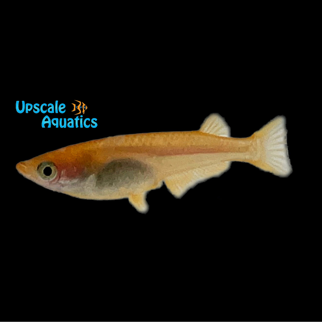 Orange Ricefish Orange Sparkled Ricefish (Oryzias latipes var.) – Upscale Aquatics