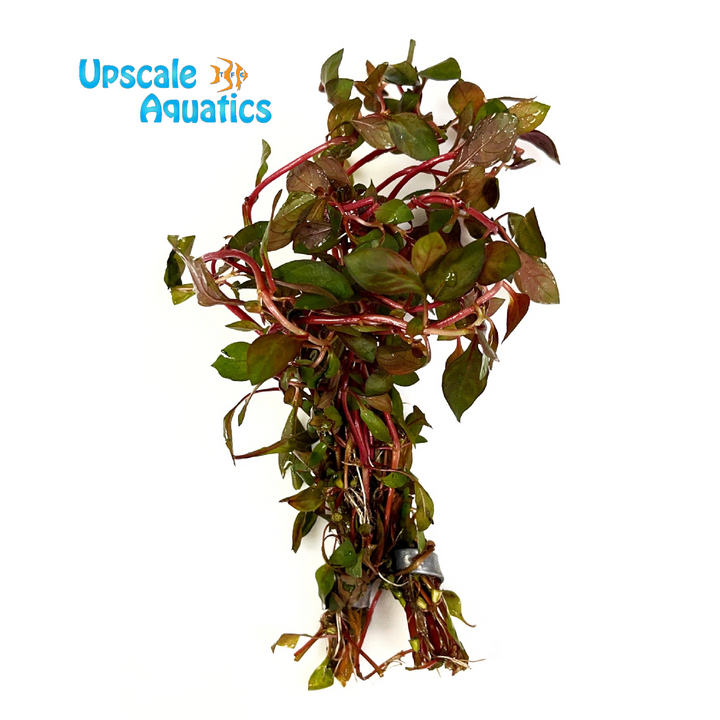 Mini Super Red Ludwigia (Ludwigia repens 'super red mini')
