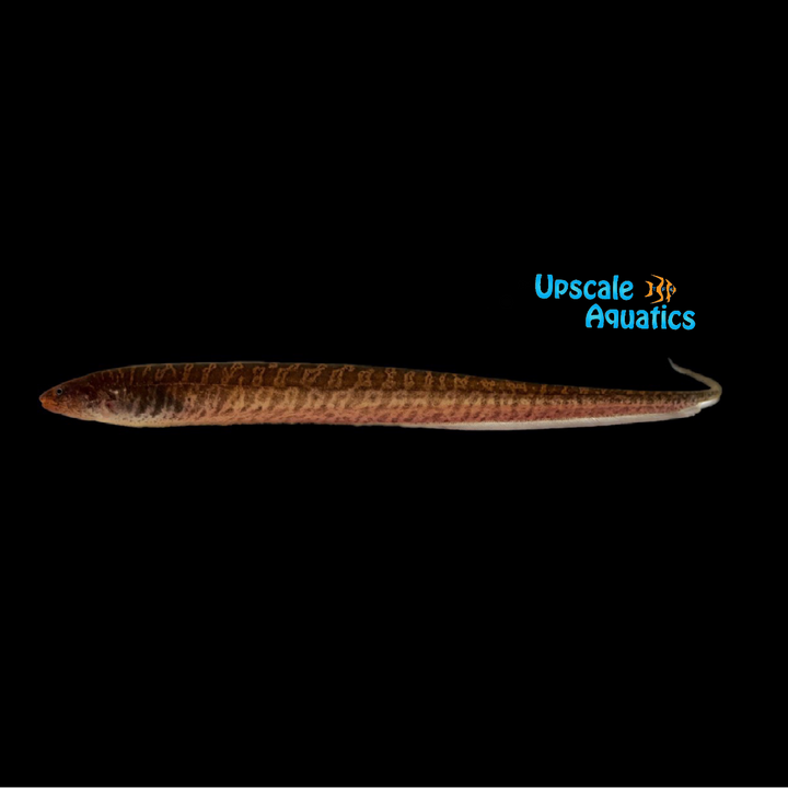 Banded Knifefish (Gymnotus carapo)