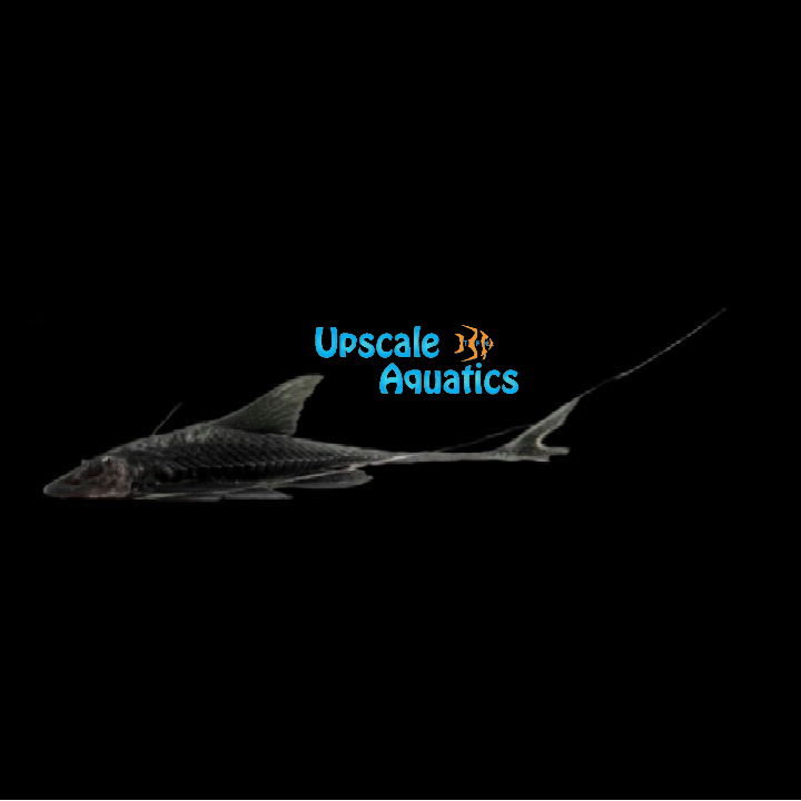 Black High Dorsal Loricaria Catfish (Pterosturisoma microps)