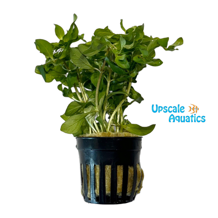 Twister Ludwigia (Ludwigia inclinata verticillata curly)