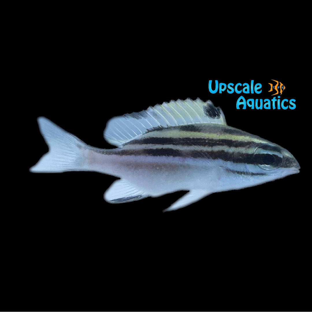 Two Lined Monocle Bream (Scolopsis bilineata)