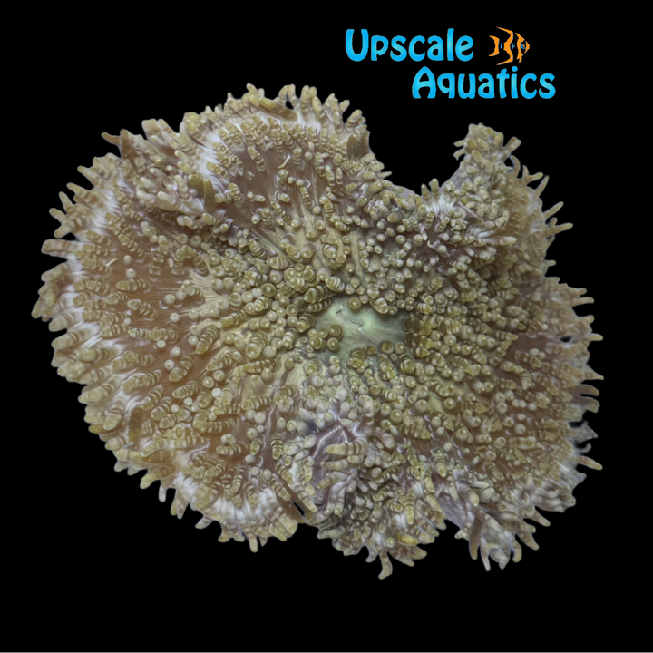 Beaded Mat Anemone (Heteractis aurora)
