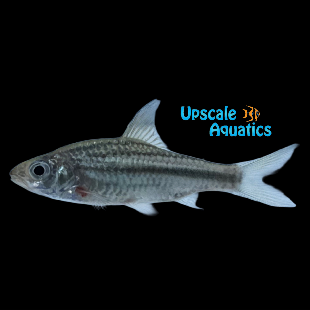Striped Barb (Desmopuntius johorensis)