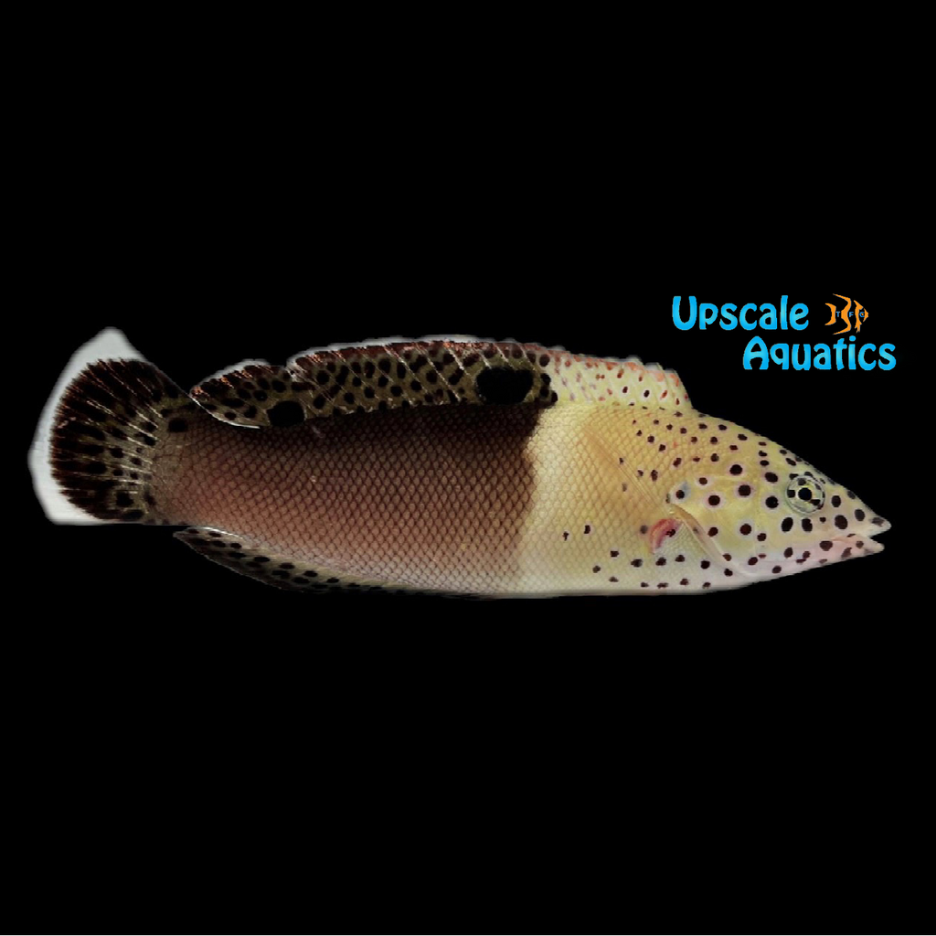 Twin Spot 'Clown' Coris Wrasse - Transitioning (Coris aygula