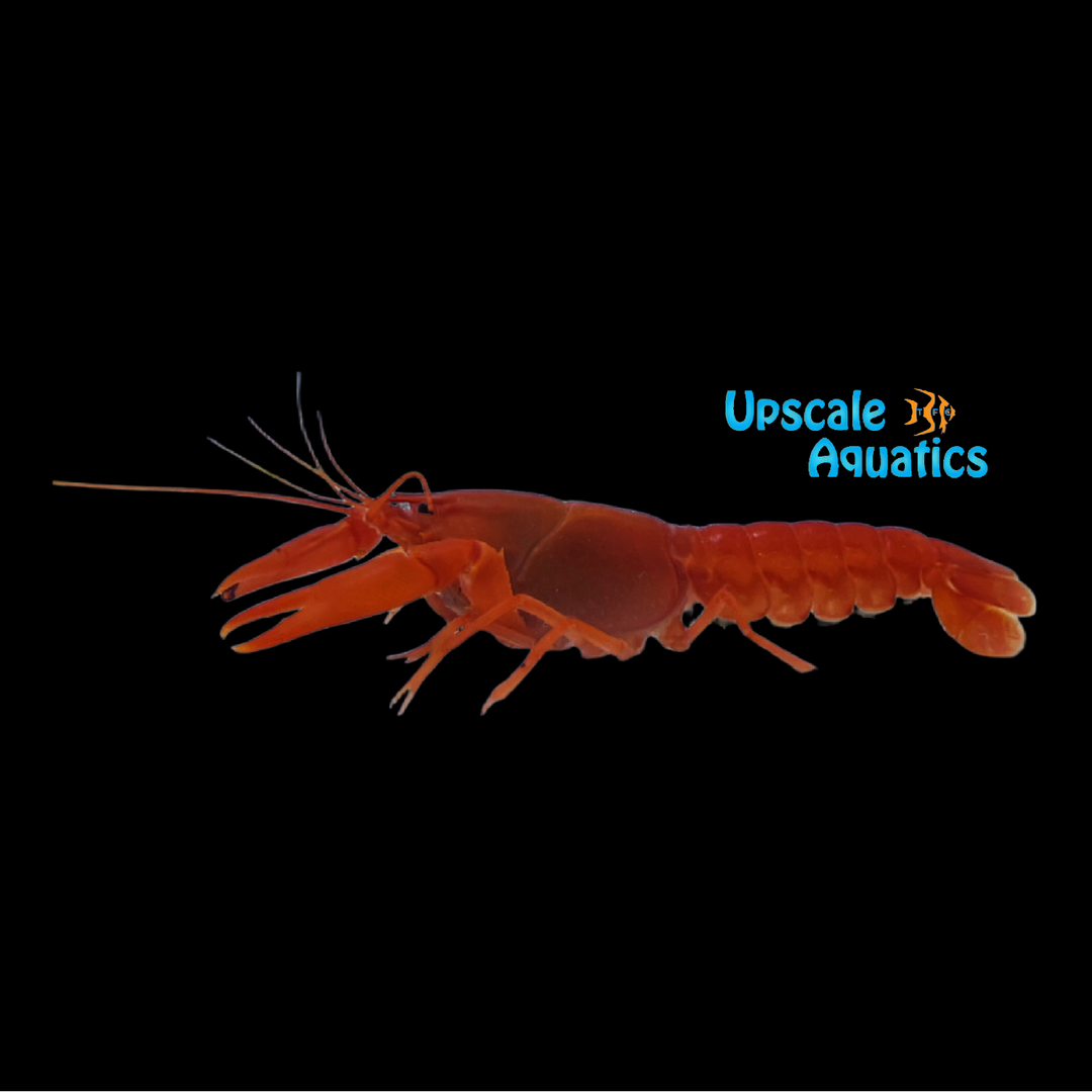 Extreme Red Lobster (Cherax holthuisi)
