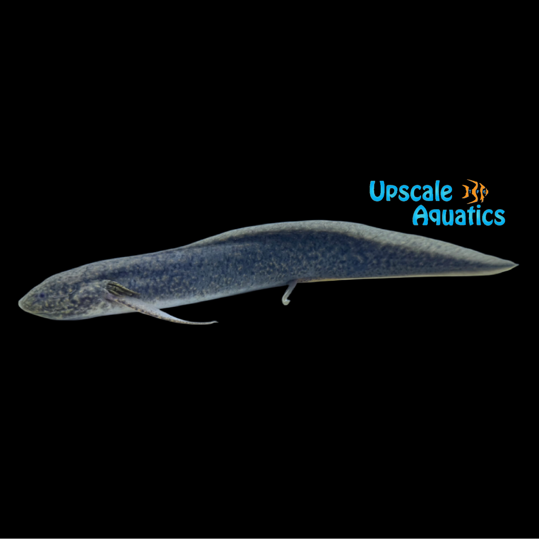 Gilled African Lungfish (Protopterus amphibius)