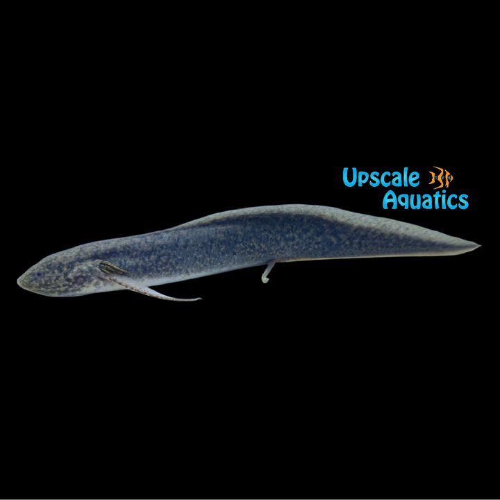 Gilled African Lungfish (Protopterus amphibius)