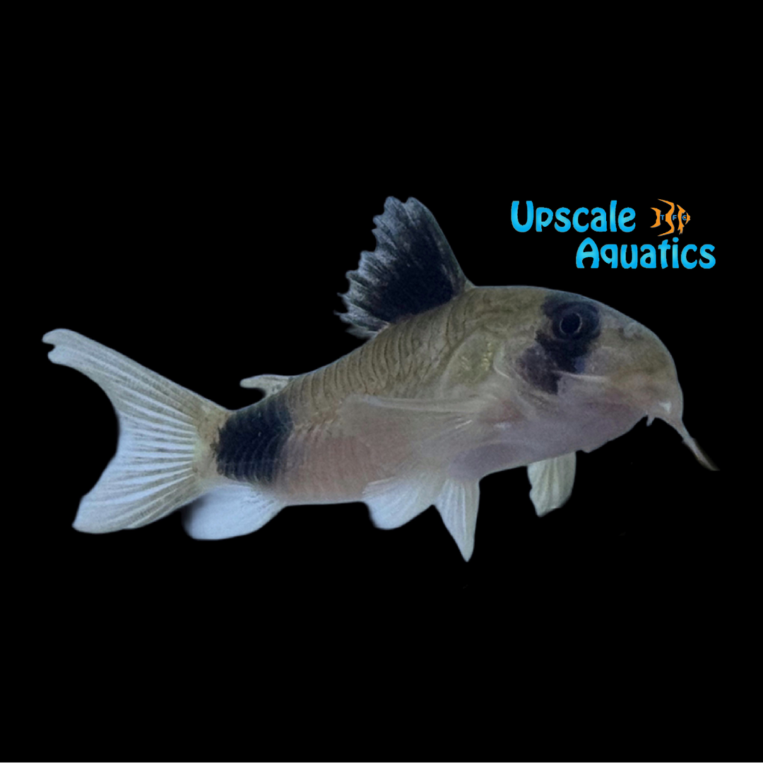 Wild Panda Cory 'Rio Ucayali' (Corydoras panda)