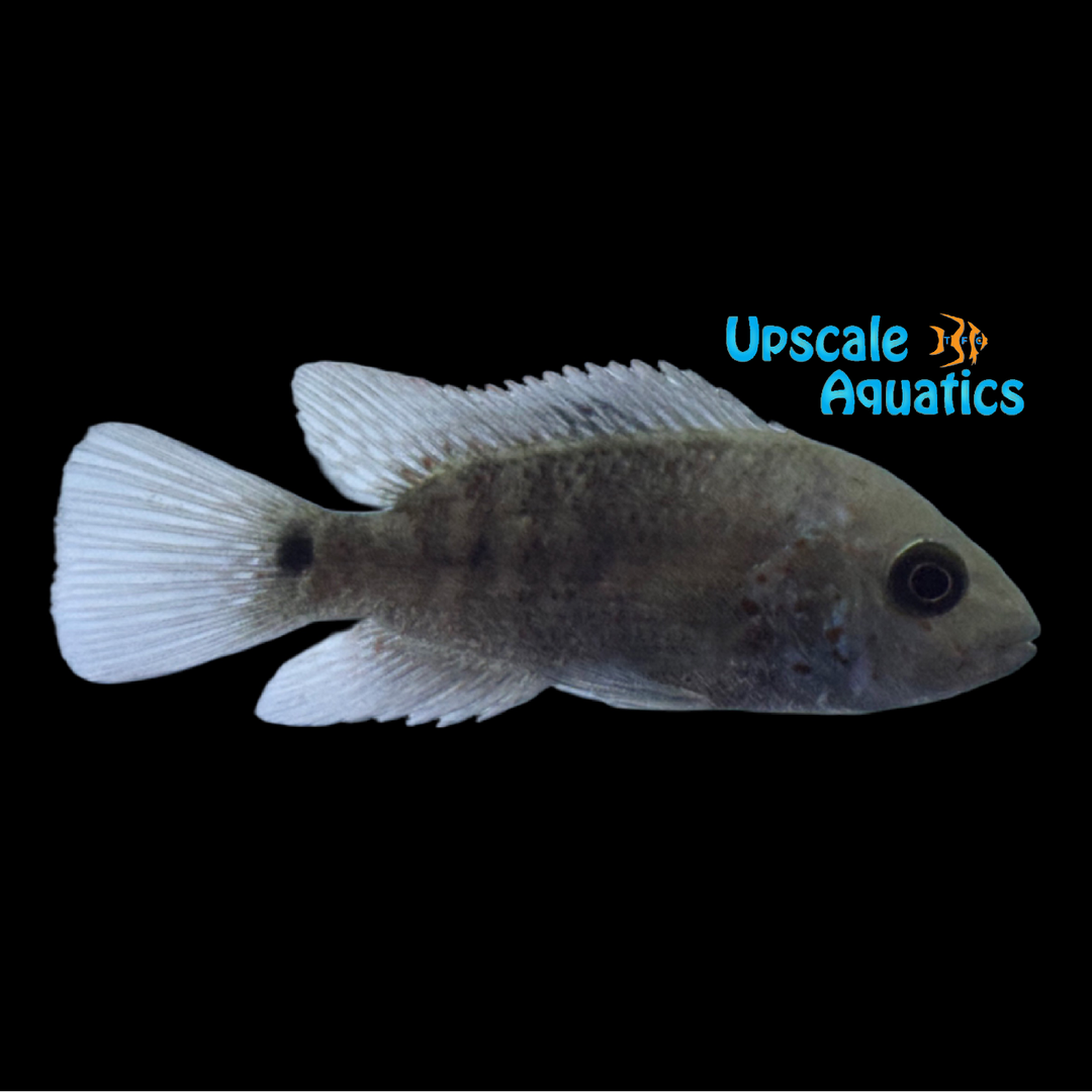 Nautla Cichlid (Herichthys deppii)