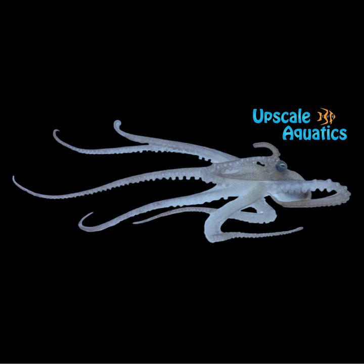 Caribbean Octopus (Octopus vulgaris)