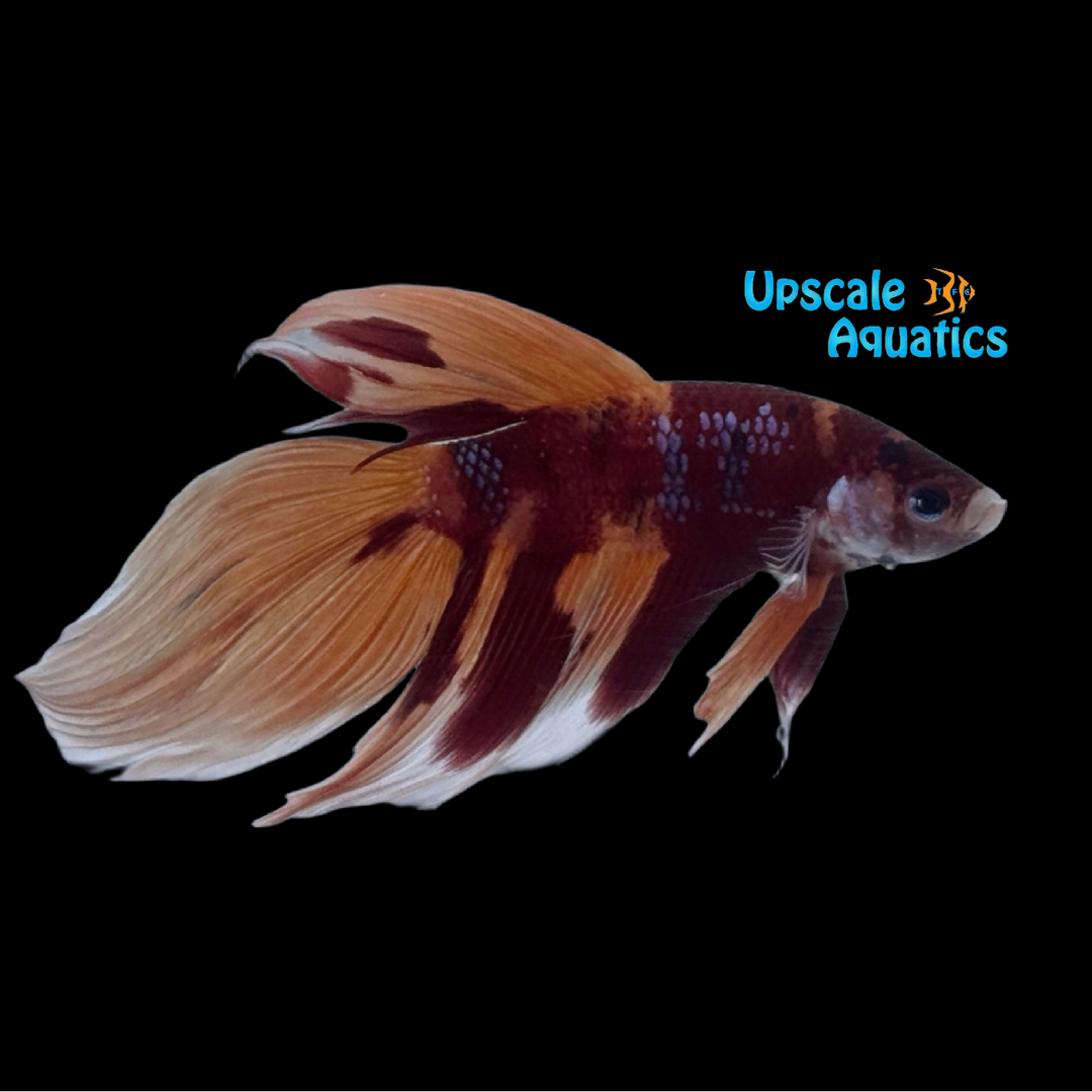 Candy Koi Veiltail Betta - Male (Betta splendens)