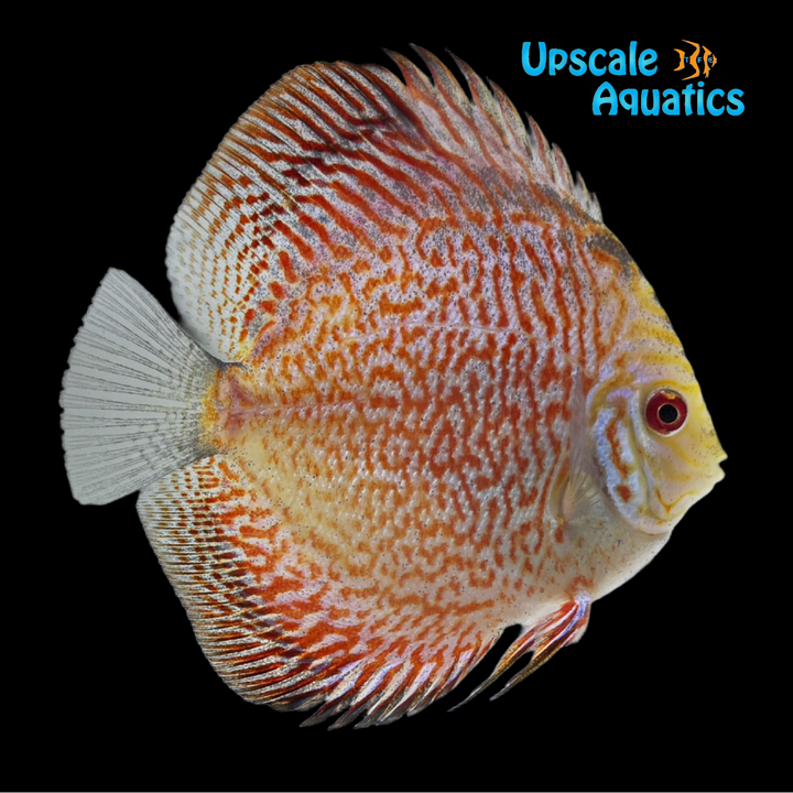 White Tiger Turquoise Discus (Symphysodon aequifasciatus)