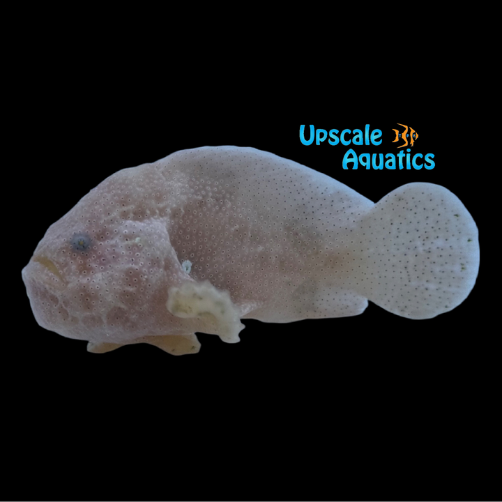 Sponge Angler (Histiophryne pogonia)