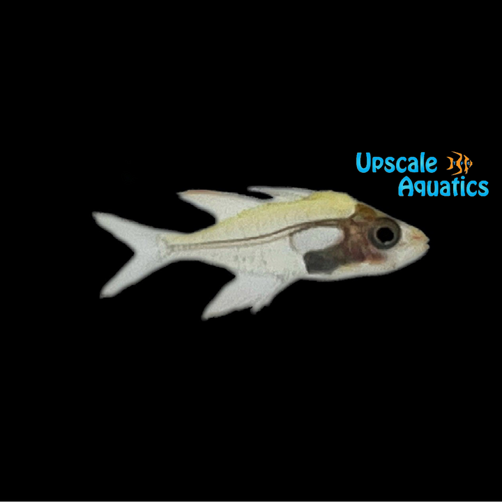 Rose Flame Glassfish (Gymnochanda verae)