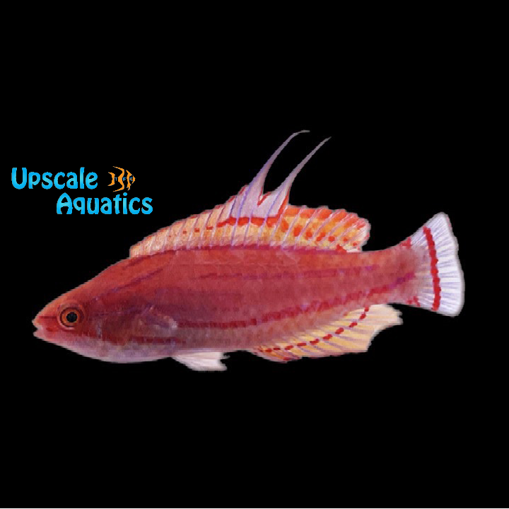 Yellowfin Flasher Wrasse (Paracheilinus flavianalis)