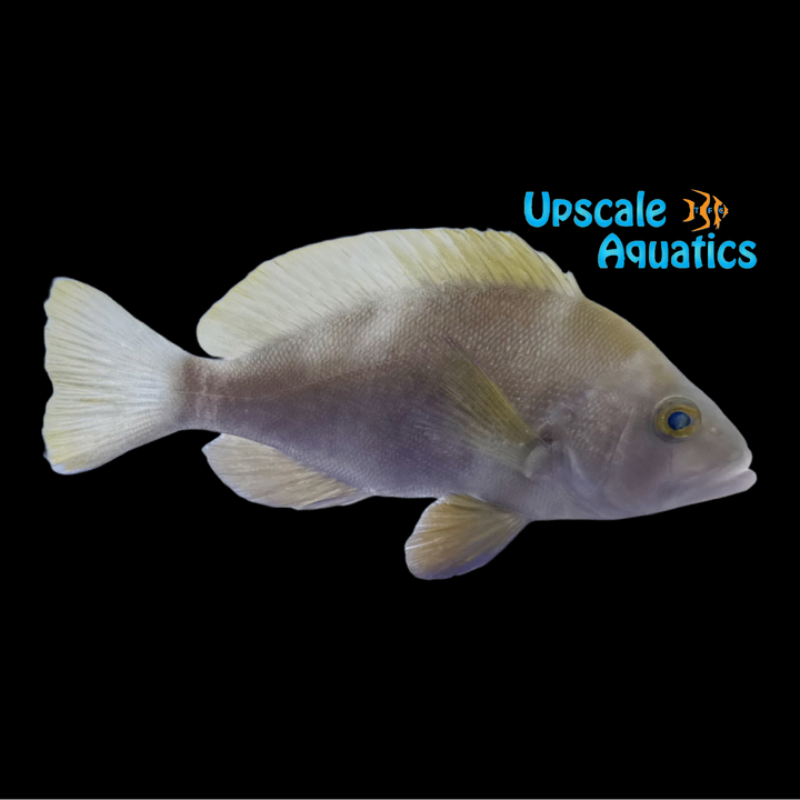 Tan 'Copper' Hamlet (Hypoplectrus randallorum)