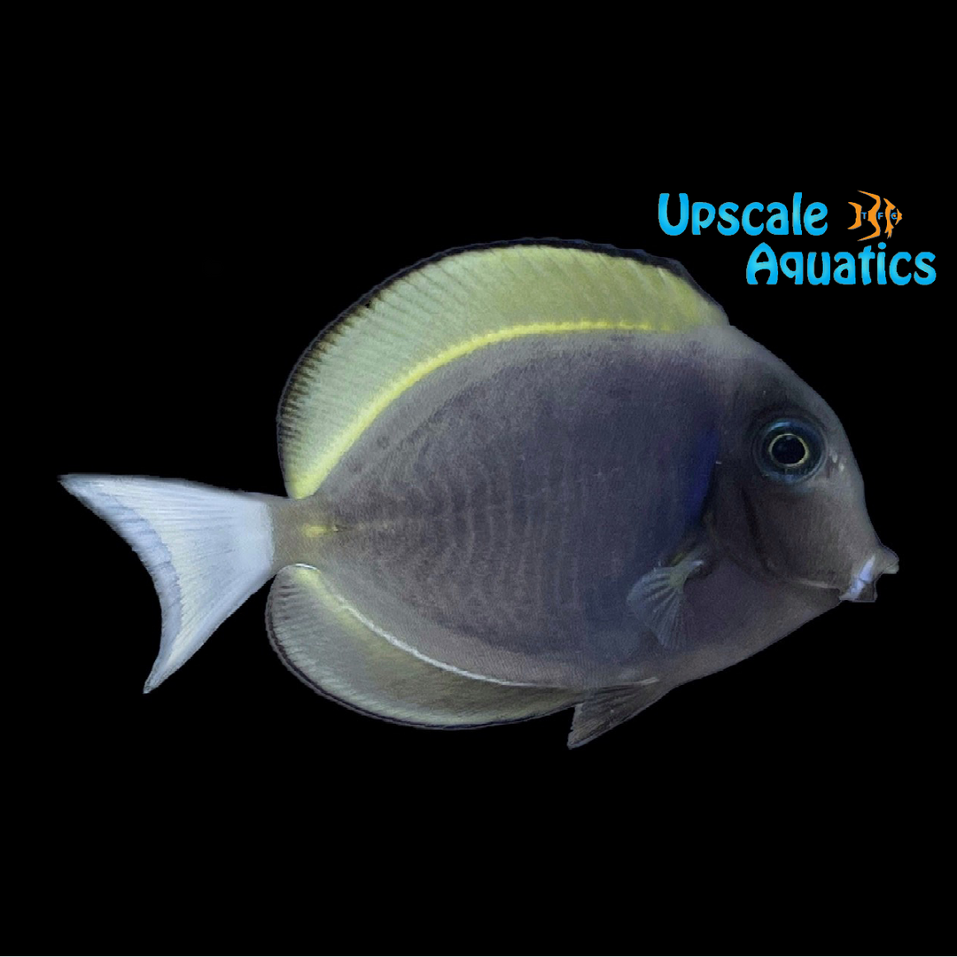 Powder Blue x Gold Rim Tang Hybrid (Acanthurus leucosternon x Acanthurus nigricans)