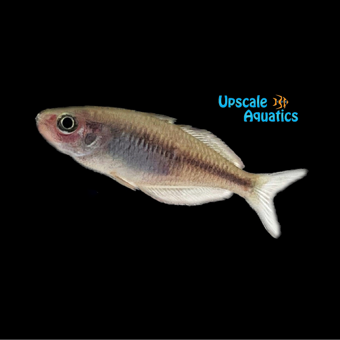 Ajamaru Rainbowfish (Melanotaenia ajamaruensis)