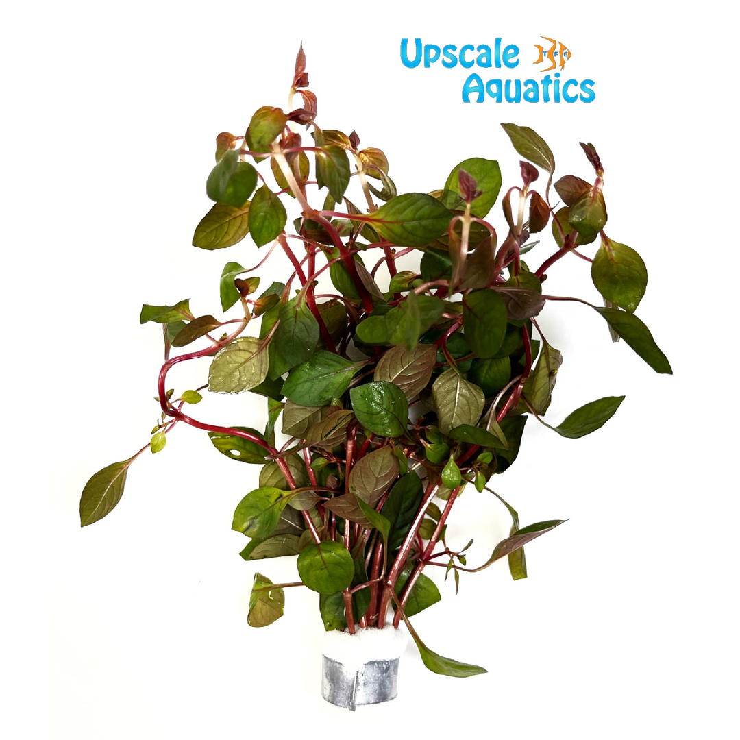 Ludwigia Palustris 'Super Red'