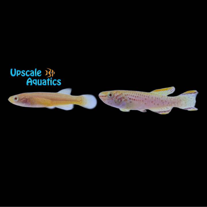 Albino Gardner's Killifish (Fundulopanchax gardneri albino)