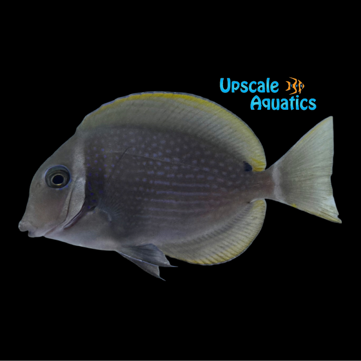 Whitebar Tang (Acanthurus leucopareius)