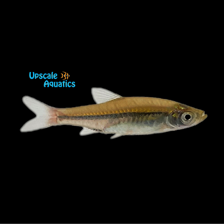 Brilliant Rasbora (Rasbora einthovenii)