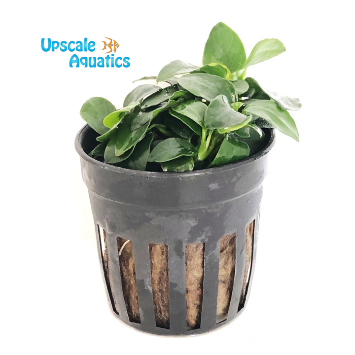 Petite Anubias (Anubias nana petite)